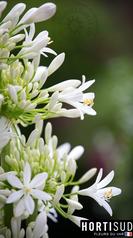 agapanthe-france-fleur.jpg