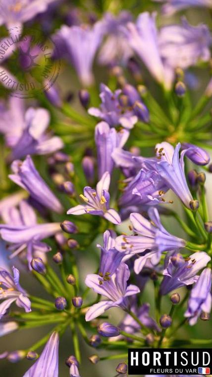 agapanthe-var.jpg