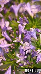 agapanthe-var.jpg