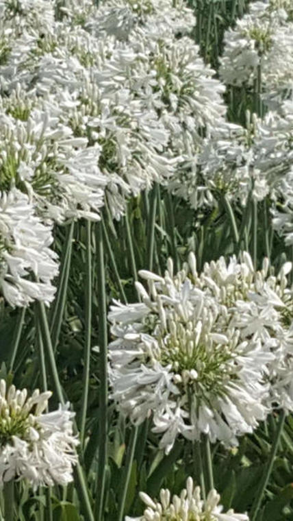 agapanthes blanches