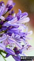 fleur-france-agapanthe.jpg