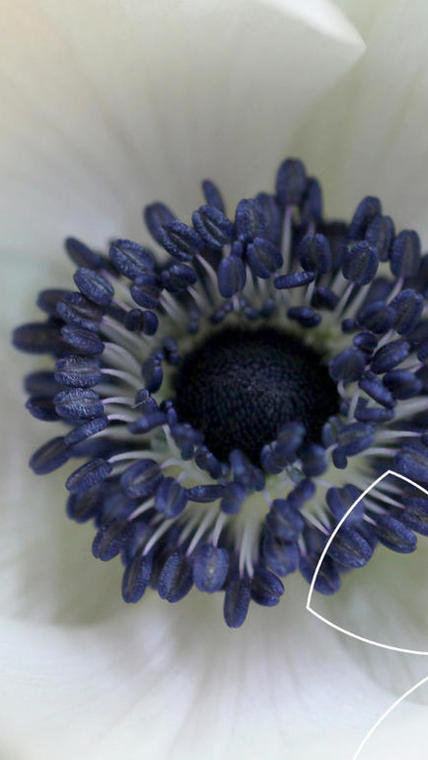 Anemone - Fiches espèces - Les espèces