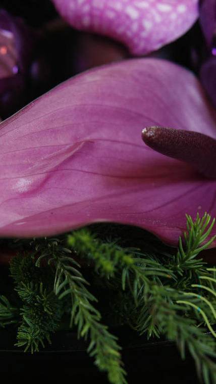 anthurium violet