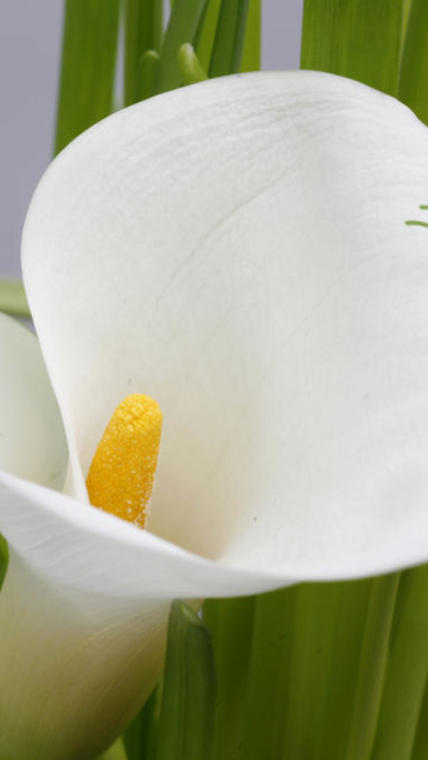 arum blanc