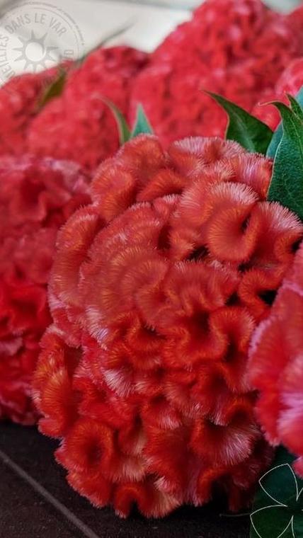 célosie macro
