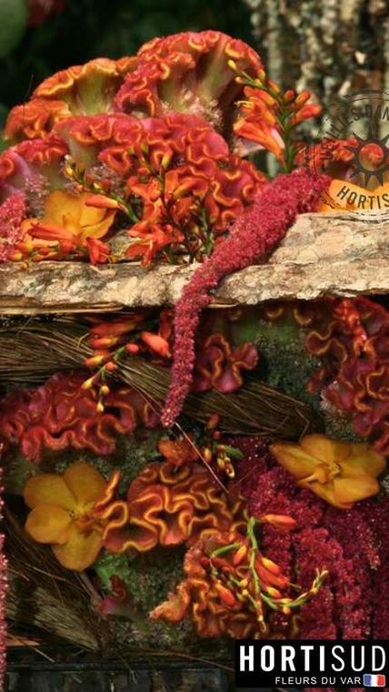 fleur-france-var-hortisud.jpg