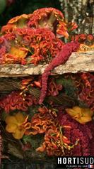 fleur-france-var-hortisud.jpg