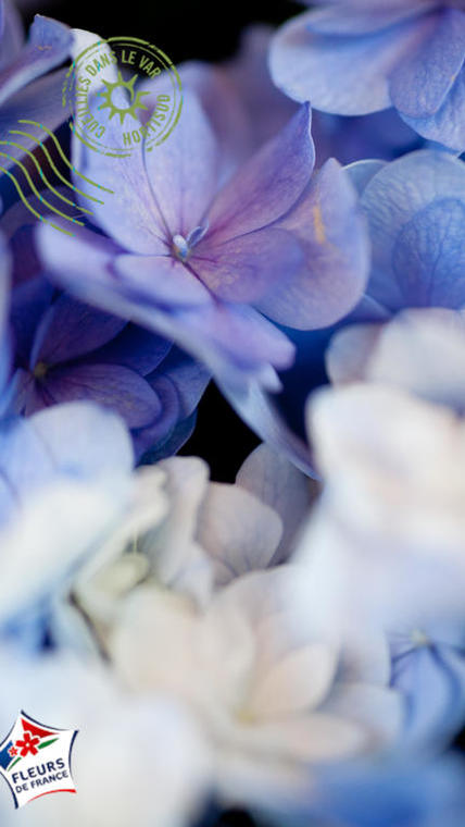 hortensia bleu