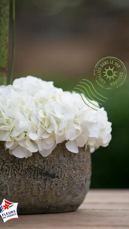 hortensia en pot