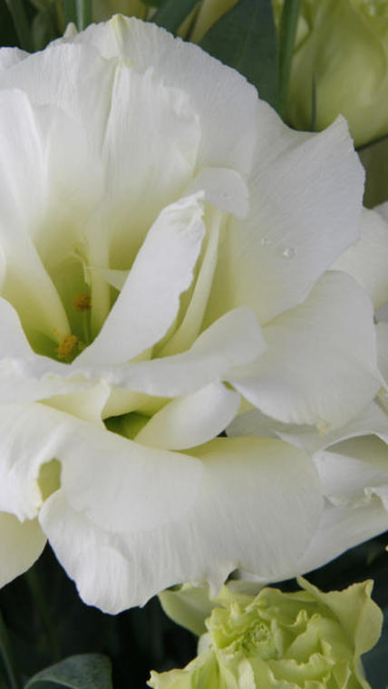 lisianthus blanc