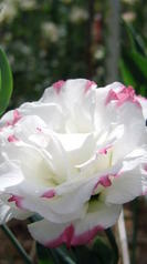 lisianthus-db-bic-rose-zoom_reference