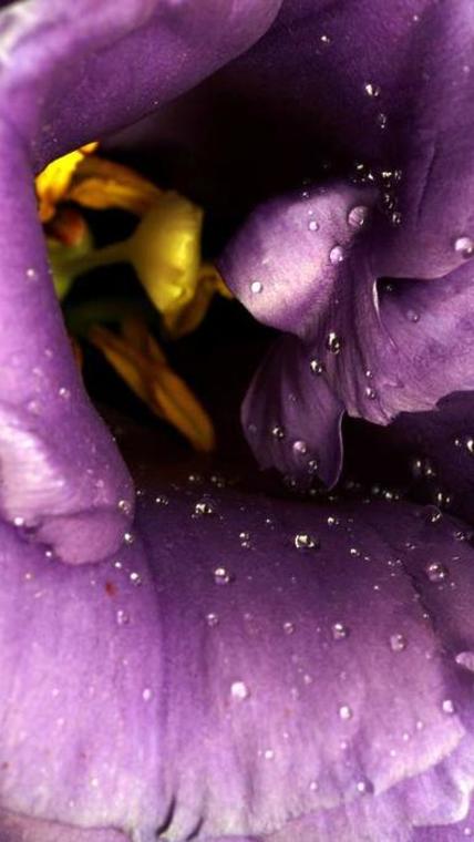 macro lisianthus 1