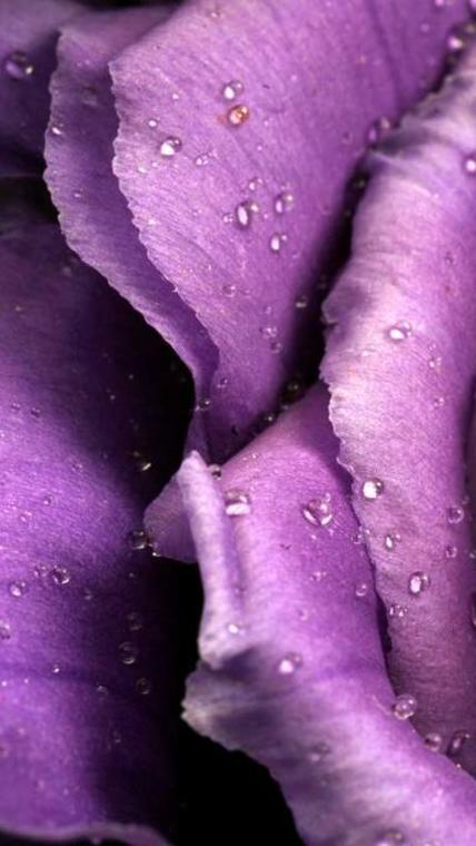 macro lisianthus  4