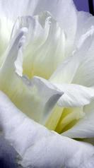 macro lisianthus 5