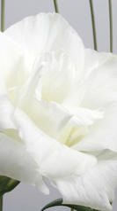 macro lisianthus 6