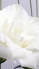macro lisianthus 6