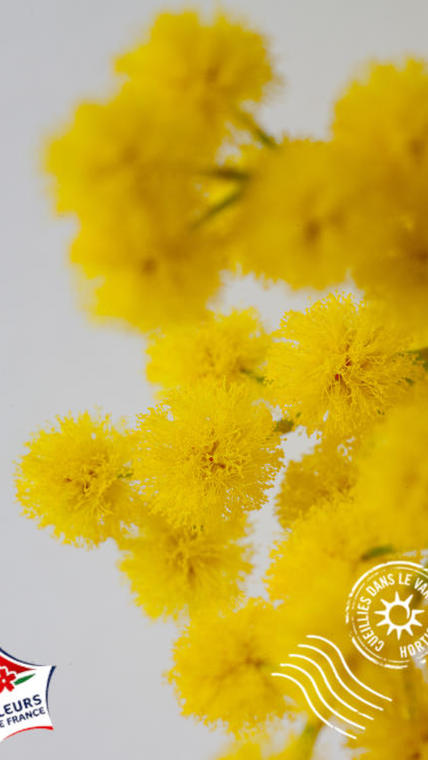 mimosa macro