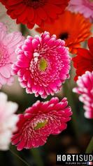 fleur-france-var-hortisud (12).jpg