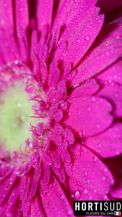 fleur-france-var-hortisud (13).jpg