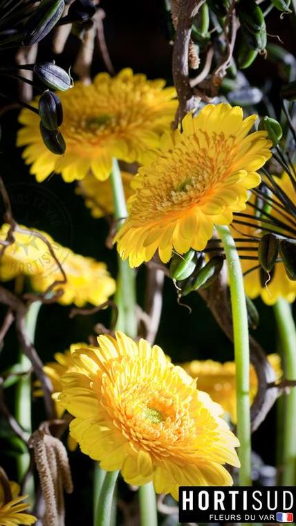 fleur-france-var-hortisud (14).jpg