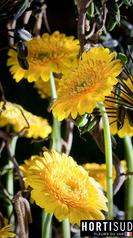 fleur-france-var-hortisud (14).jpg