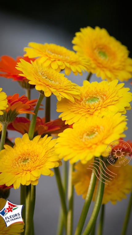 Mini Gerbera jaune