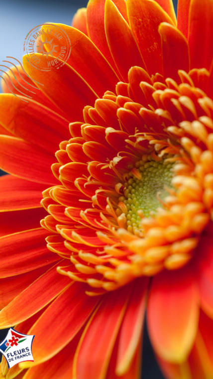 Mini Gerbera orange