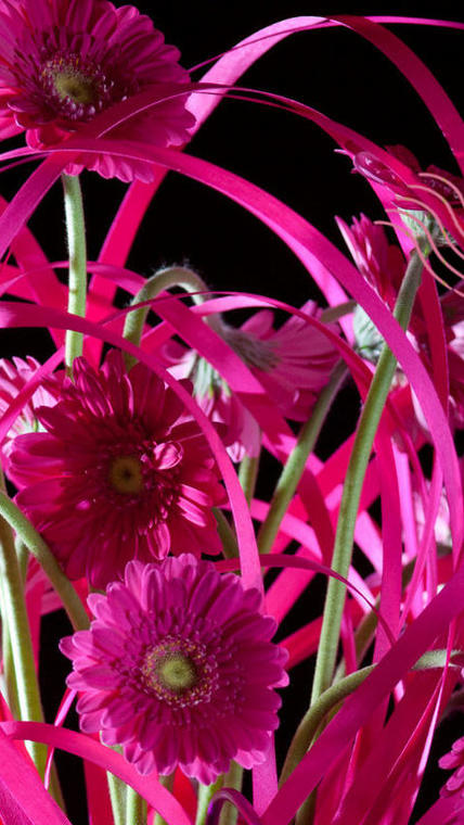 Mini Gerbera rose