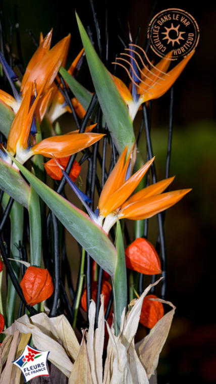 strelitzia bouquet