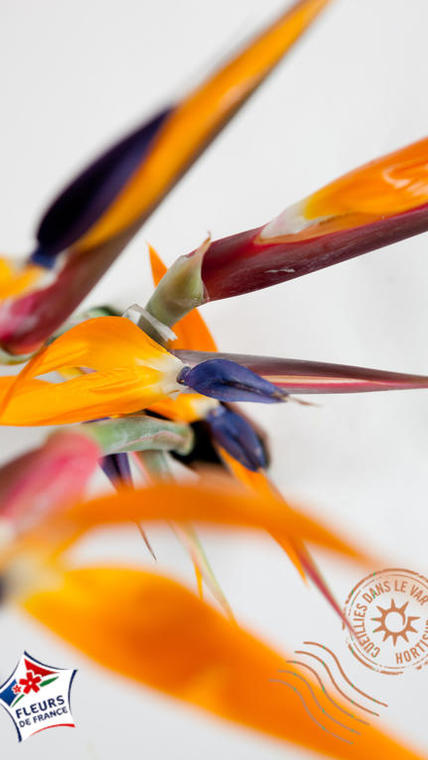 strelitzia macro