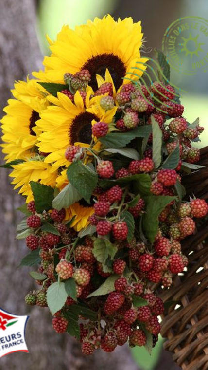 tournesol panier