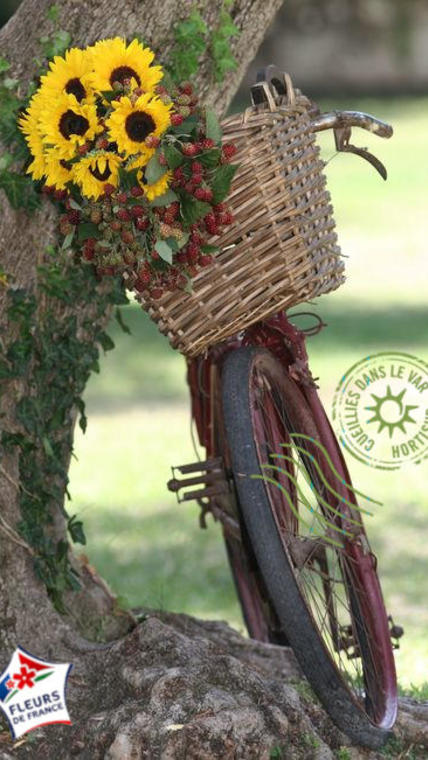 tournesol vélo