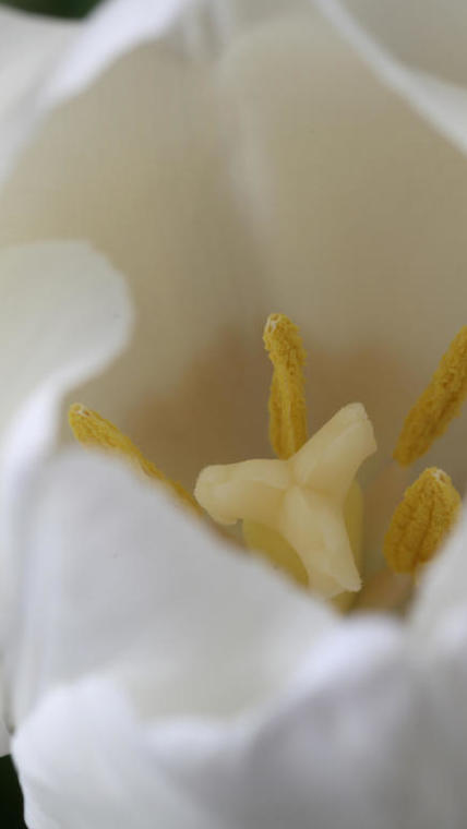 tulipe blanche macro