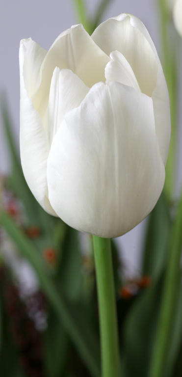 Descubra 48 kuva la tulipe blanche - Thptnganamst.edu.vn