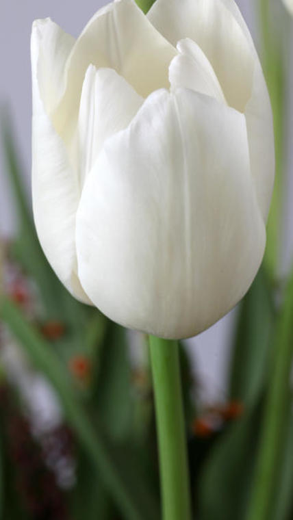 tulipe blanche