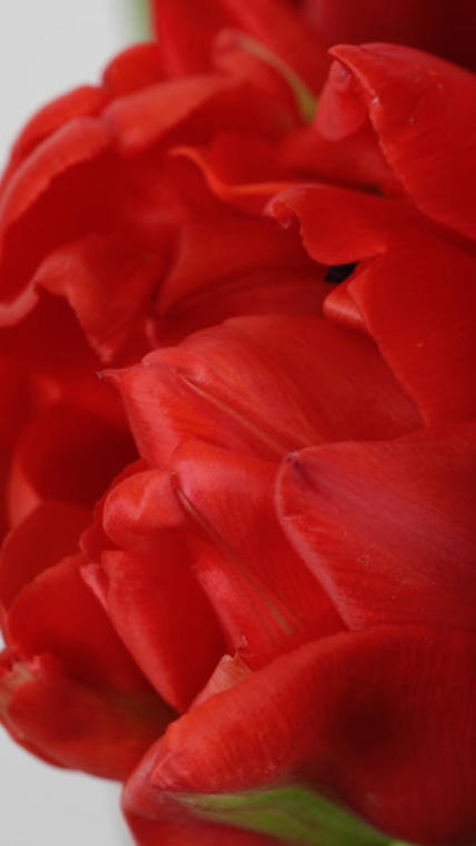 tulipe hyrbide rouge macro