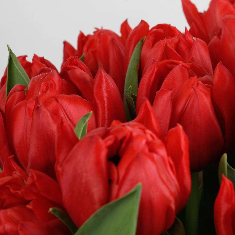 Lot de 40 bulbes de tulipes exclusives