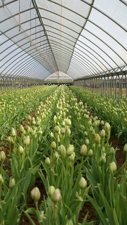 tulipes serres