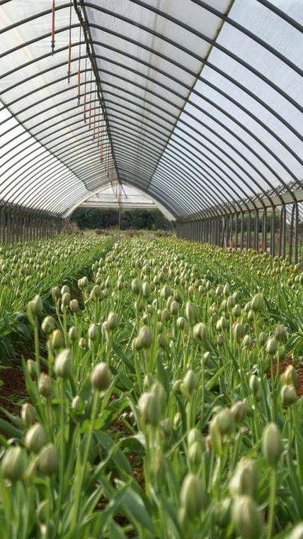 tulipes sous serre