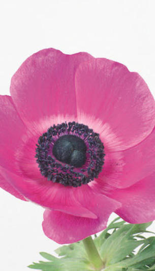 Galilée Sylphide