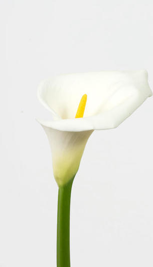 Arum blanc