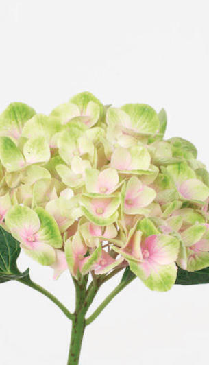 Bicolore Rose Vert