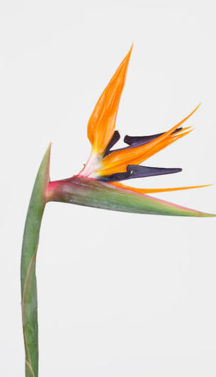 Strelitzia