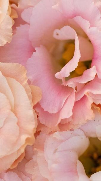 lisianthus-hortisud-var-fleurs-france