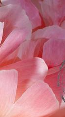 pivoine du Var