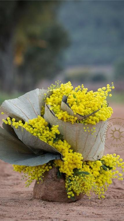 mimosa-var-cascade