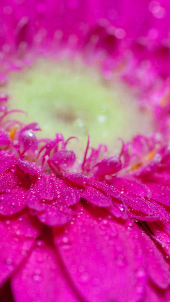 gerbera mini fushia du Var