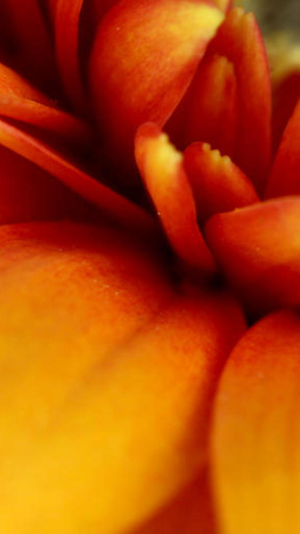 Gerbera mini orange macro