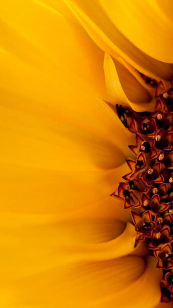 Helianthus tournesol du Var