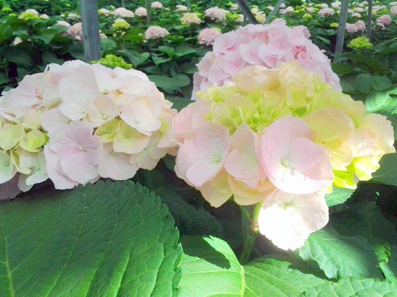 Hortensia poudré cultivé dans le Var Fleurs de France